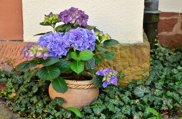 Planter with purple flowers