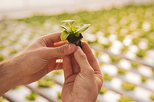 Spring planting