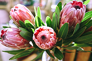 Flower buds