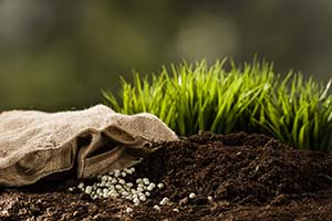 Grass and seeds