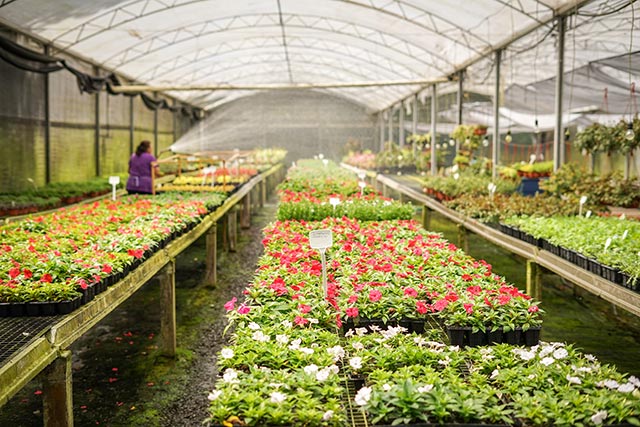 Commercial Grower