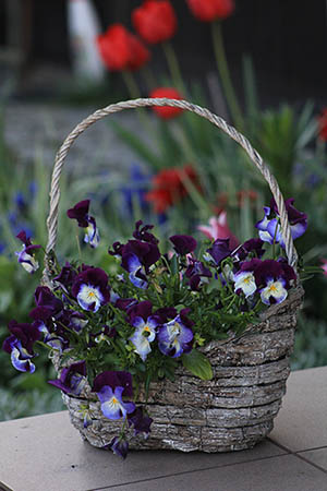Pansy flower basket