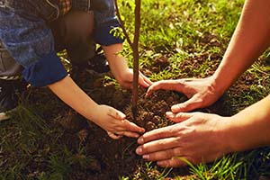 Planting a tree