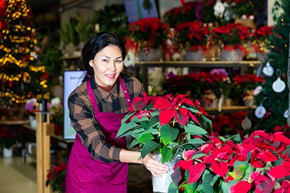 Poinsettia