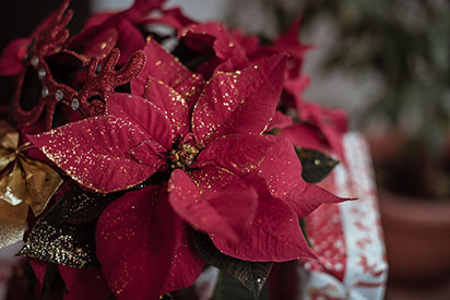 Poinsettia