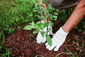 Grass planting