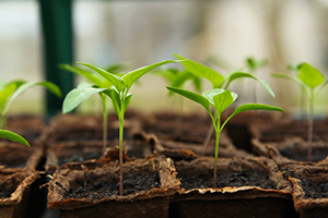 Greenhouse Seedlings