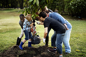 Planting shrubs