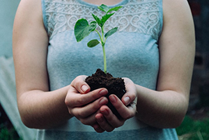 Soil in plant in hands