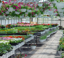 photo of the inside of a green house