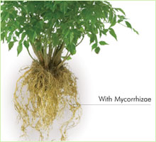 roots treated with mycorrhizal