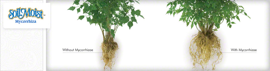 plant roots with mycorrhizae