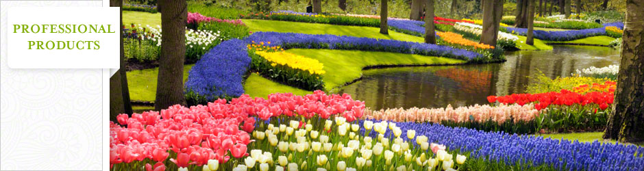 flowers blooming in a park