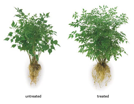 photo of shrub treated with Soil Moist Transplant